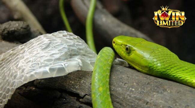 Mơ thấy xác rắn đã lột