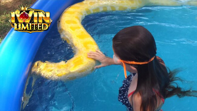 Mơ thấy bơi cùng rắn