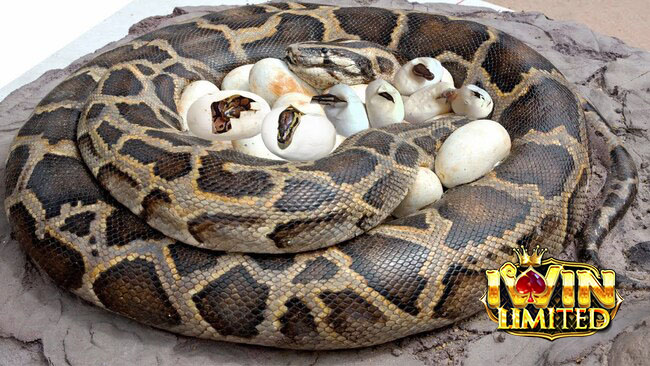 Mơ thấy rắn đẻ con đánh con gì còn tùy thuộc vào chi tiết giấc mơ