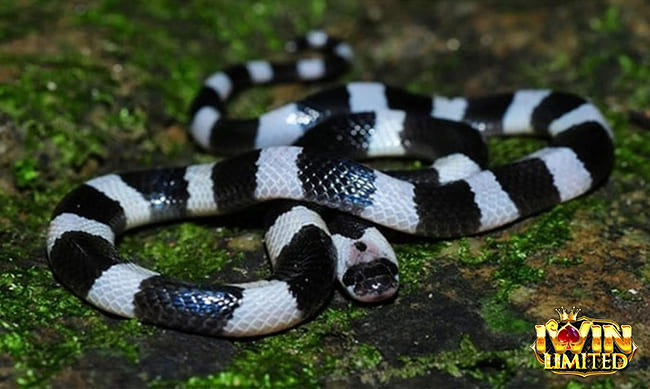 Mùng 1 mơ thấy rắn cạp nia