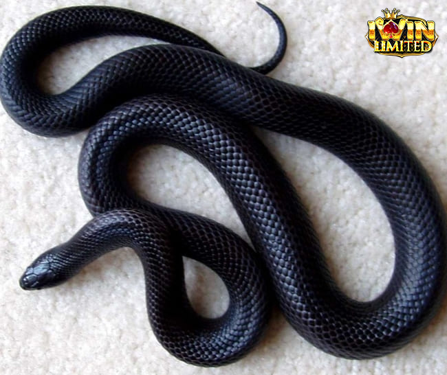 Mùng 1 mơ thấy rắn màu đen