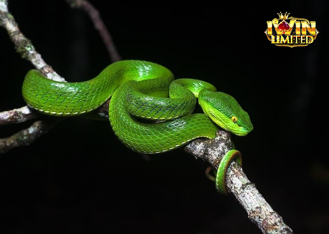 Mùng 1 nằm mơ thấy rắn đánh số gì còn tùy chi tiết giấc mơ