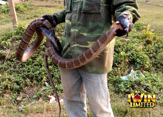 Nằm mơ bắt được rắn đen