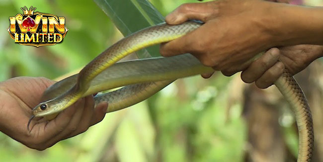 Nằm mơ bắt được rắn độc