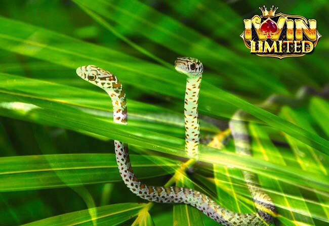 Nằm mơ thấy 2 con rắn mang lại nhiều con số may mắn