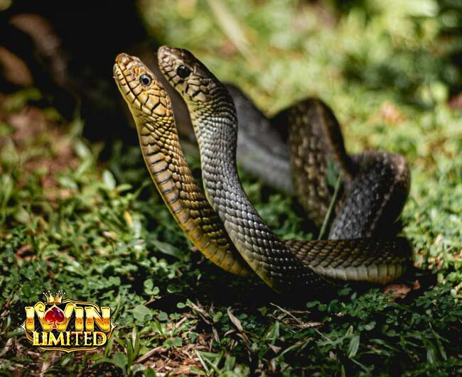 Nằm mơ thấy 2 con rắn quấn nhau đánh con gì