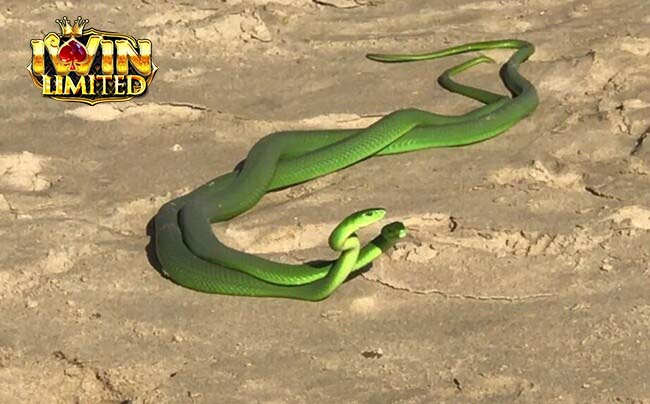 Nằm mơ thấy 2 con rắn quấn nhau rất chặt