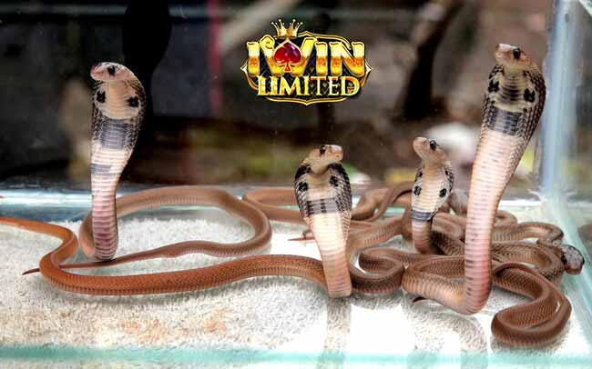 Nằm mơ thấy 4 con rắn đánh con gì còn tùy chi tiết giấc mơ