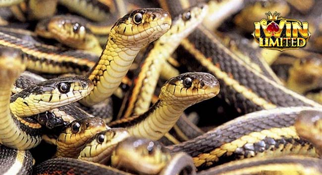 Nằm mơ thấy 5 con rắn đánh con gì còn tùy chi tiết giấc mơ