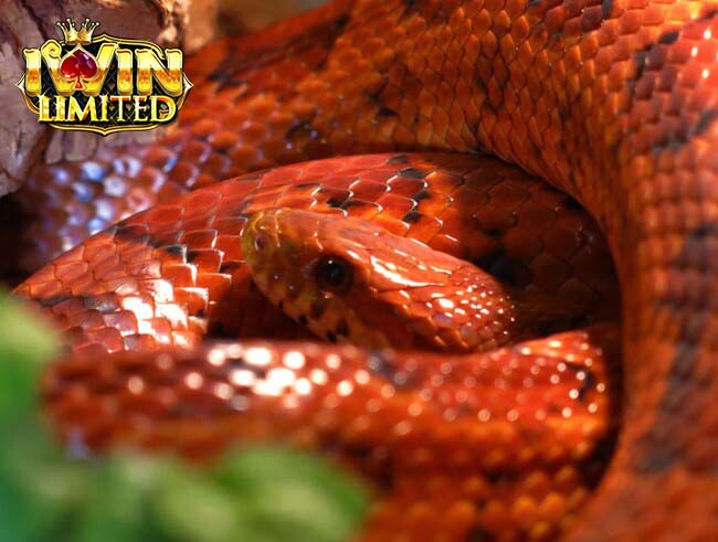 Mơ thấy bắt được con rắn màu đỏ