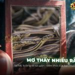 nam-mo-thay-nhieu-ran-giai-ma