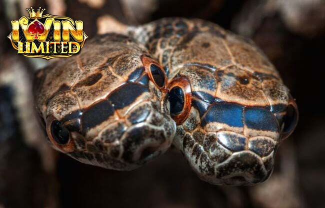 Nằm mơ thấy rắn 2 đầu đang cắn nhau