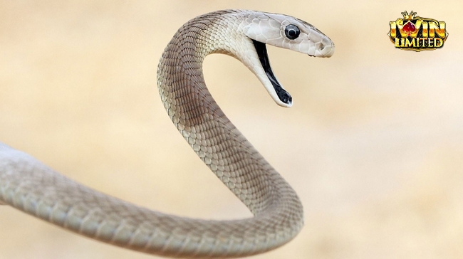 Nằm mơ thấy rắn bay đánh đề con gì rất được quan tâm