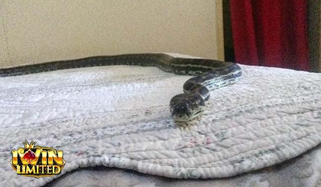 Mơ thấy rắn bò lên giường của mình