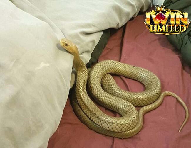 Nằm mơ thấy rắn bò lên giường