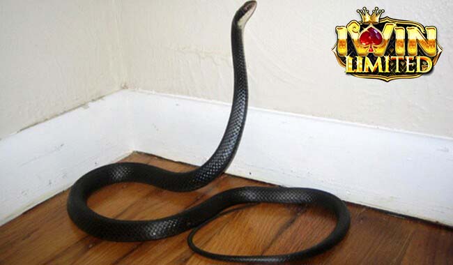 Nằm mơ thấy rắn bò vào nhà mang lại nhiều con số