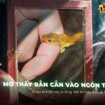 Nằm Mơ Thấy Rắn Cắn Ngón Tay: Giải Mã Ý Nghĩa & Điềm Báo Chuẩn nam-mo-thay-ran-can-ngon-tay-giai-ma