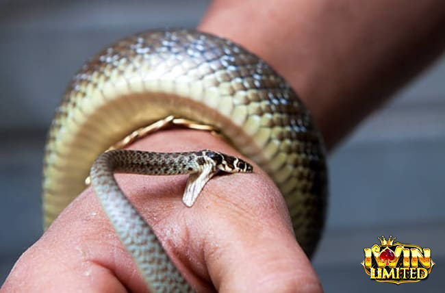 Mơ thấy rắn cắn vào ngón tay cái