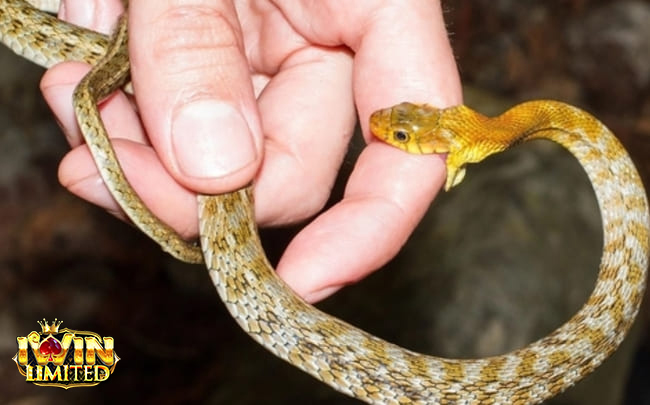 Nằm mơ thấy rắn cắn vào tay người thân