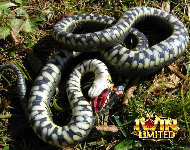 Nằm mơ thấy rắn chết mang lại nhiều con số tài lộc