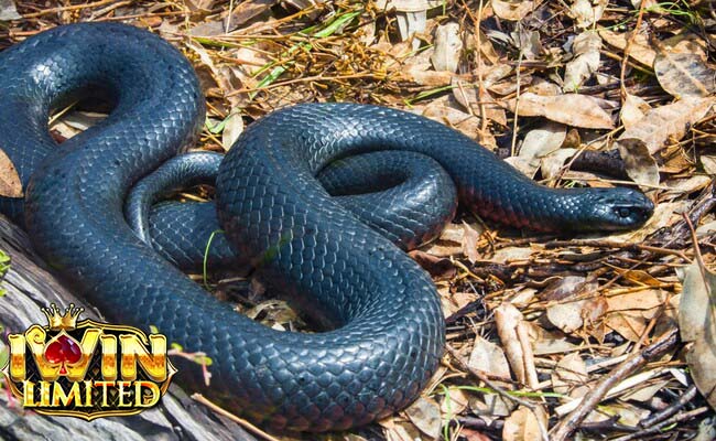 Nằm mơ thấy rắn đen to đánh con gì còn tùy chi tiết giấc mơ