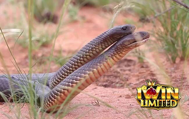 Nằm mơ thấy rắn đen to quấn lấy nhau