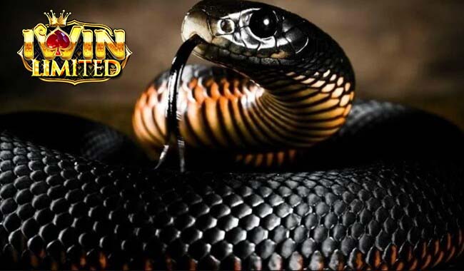 Nằm mơ thấy rắn đen to