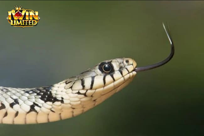 Nằm mơ thấy rắn đen trắng đánh con gì còn tùy chi tiết giấc mơ