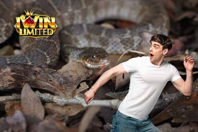 Nằm mơ thấy rắn đuổi theo