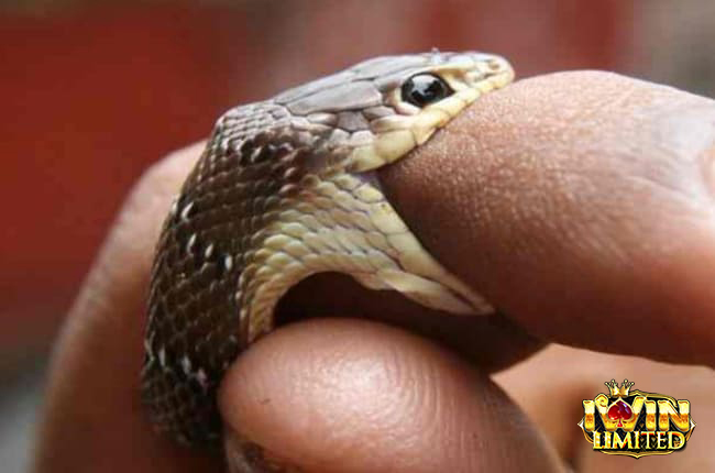 Nằm mơ thấy rắn hổ mang cắn vào ngón tay