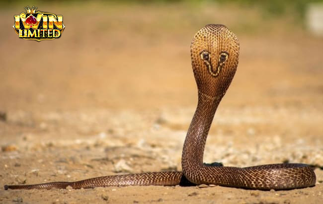 Nằm mơ thấy rắn hổ mang vàng đánh con gì còn tùy tình huống trong mơ