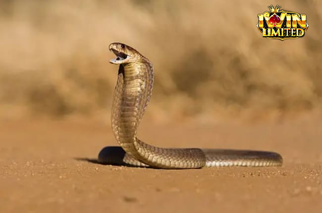 Nằm mơ thấy rắn hổ mang vàng nhỏ