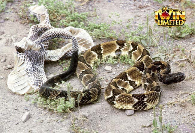 Nằm mơ thấy rắn lột xác đem lại nhiều con số tài lộc