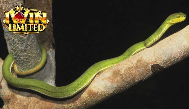 Mơ thấy rắn lục quấn chân