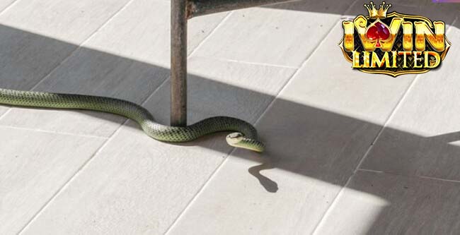 Mơ thấy rắn xanh bò vào nhà