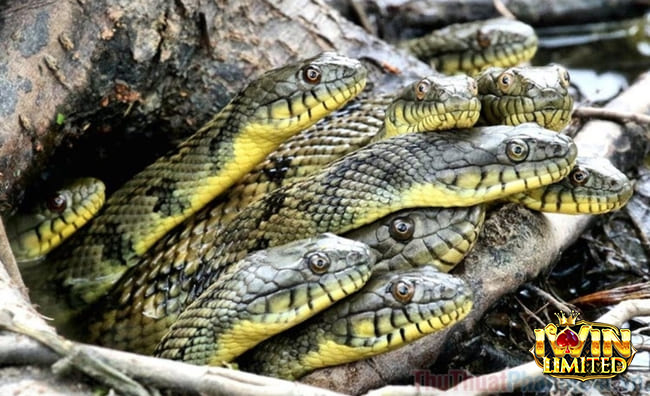 Nằm mơ thấy rất nhiều rắn ở khắp mọi nơi