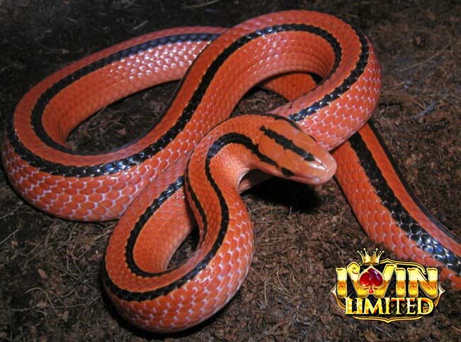 Ý nghĩa mơ thấy rắn màu đỏ