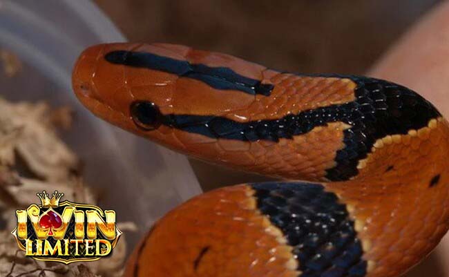 Nằm mơ thấy rắn màu đỏ đen