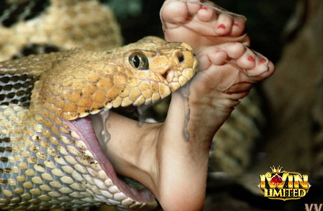 Mơ thấy rắn ăn thịt người phản ánh cảm xúc và suy nghĩ của bạn