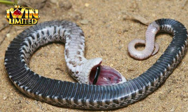 Mơ thấy bắt được rắn rồi giết chết