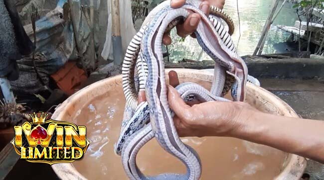 Mơ thấy người khác đang làm thịt rắn