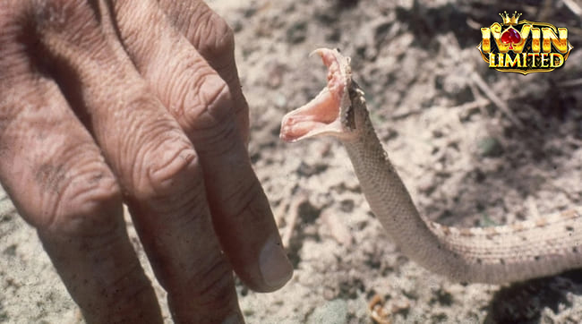 Mơ thấy rắn cắn vào ngón tay chứa đựng nhiều điềm báo tâm linh