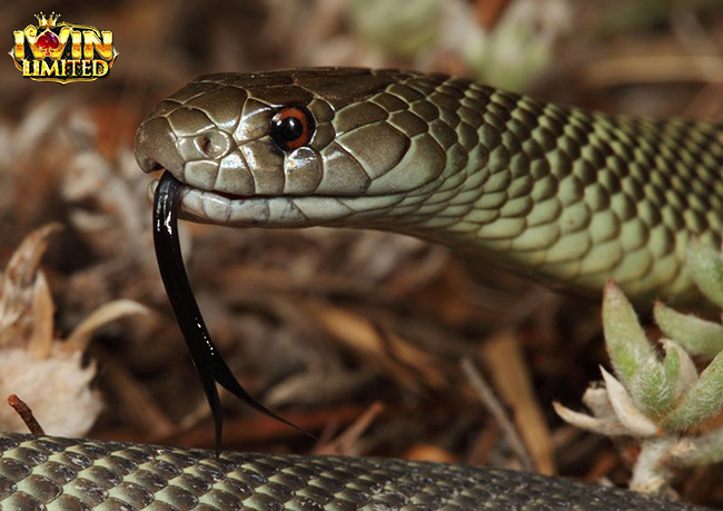 Mơ thấy rắn cắn nhau