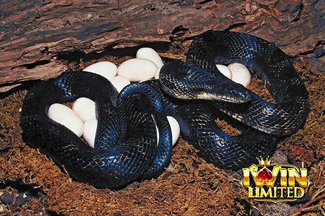 Mơ thấy rắn đẻ con vào buổi tối