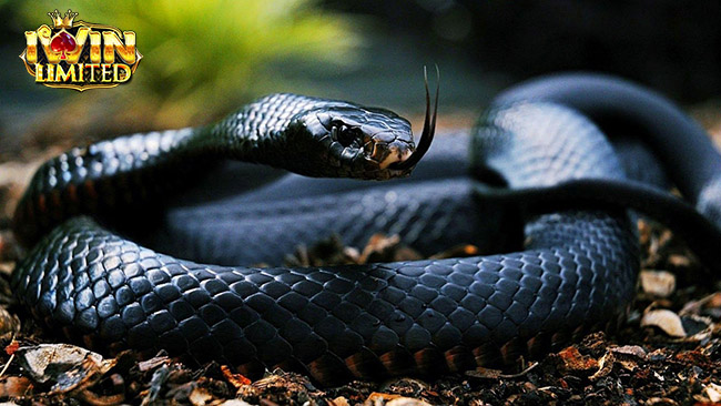 Mơ thấy rắn màu đen cắn