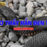 Nằm mơ thấy rắn đen to có ý nghĩa gì? Đánh con gì? ran-den-to