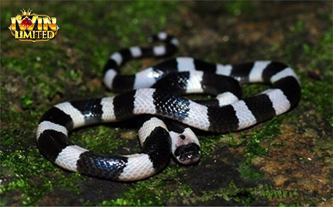 Rắn đen sọc trắng