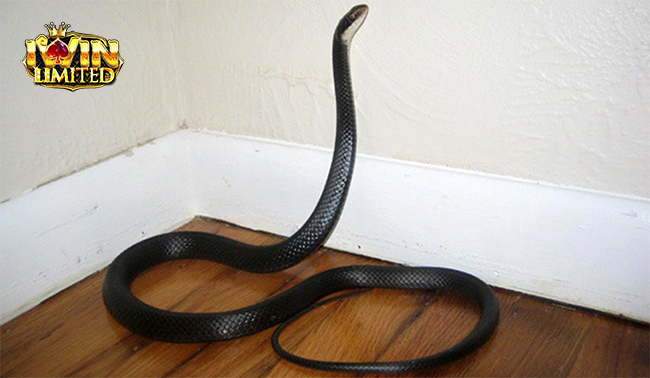 Mơ thấy rắn đen bò vào nhà