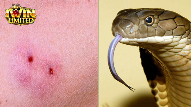 Mơ thấy rắn hổ mang cắn