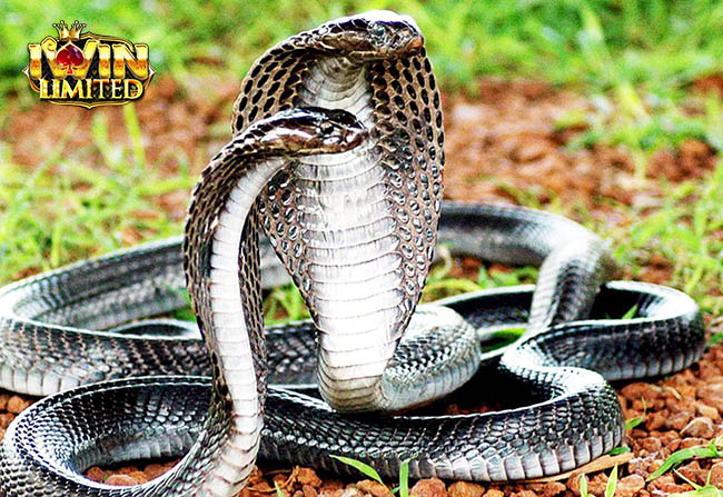 Mơ thấy 2 con rắn hổ mang